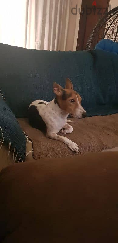 Male Irish Jack Russell. tri colour. short legged. short hair 1