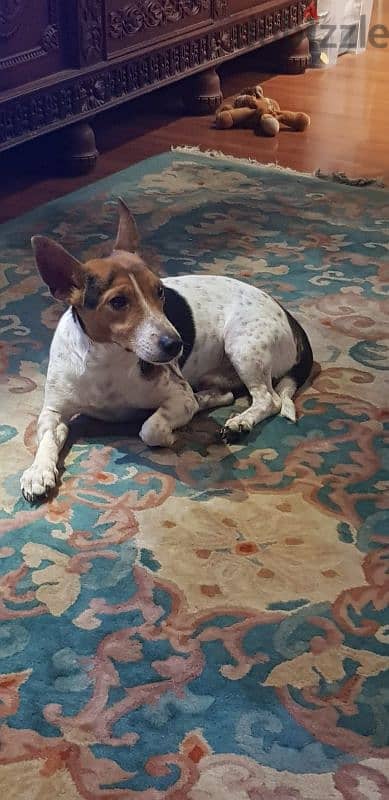 Male Irish Jack Russell. tri colour. short legged. short hair 2