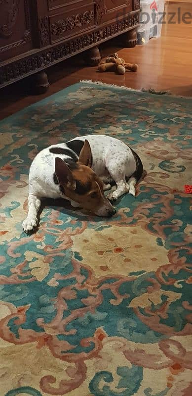 Male Irish Jack Russell. tri colour. short legged. short hair 3