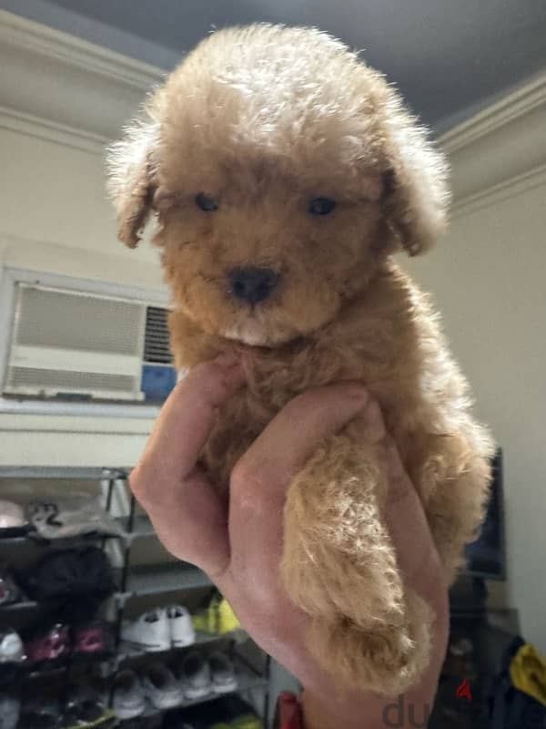 Toy poodle 1