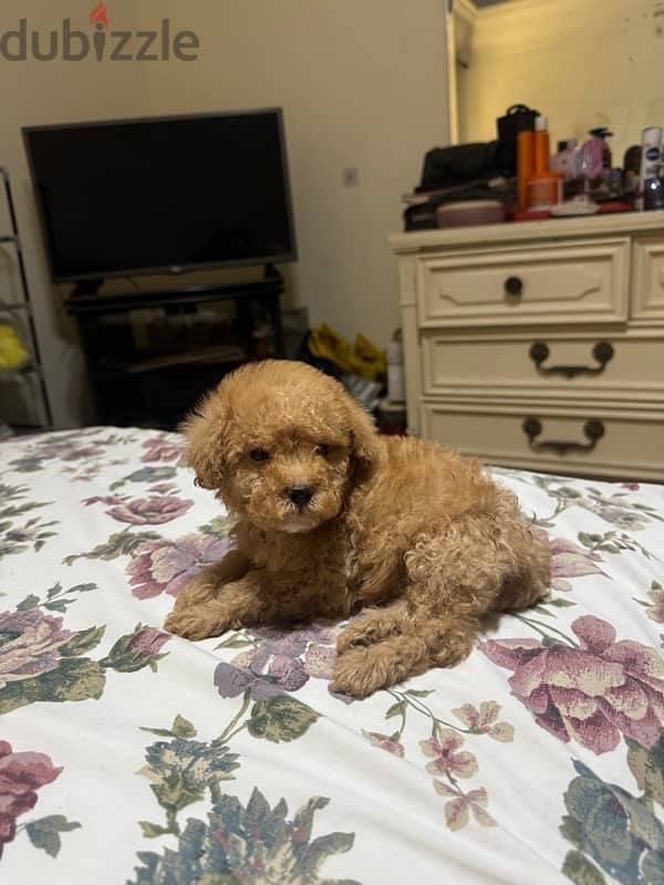 Toy poodle 2