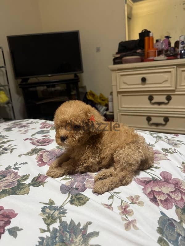 Toy poodle 3