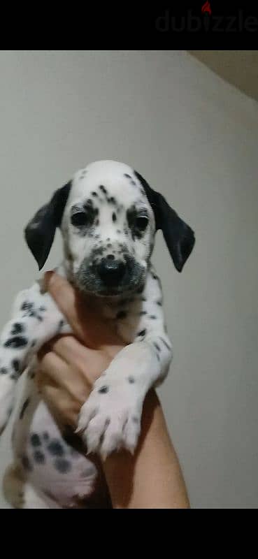 Dalmatian puppies