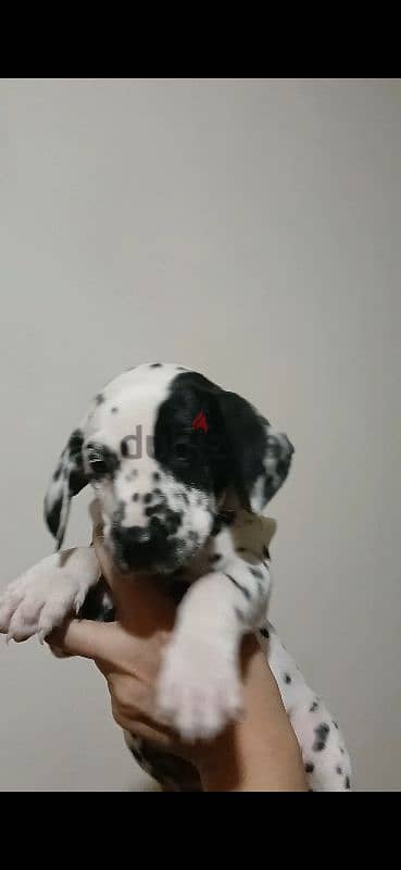 Dalmatian