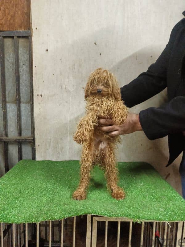 male toy poodle 3