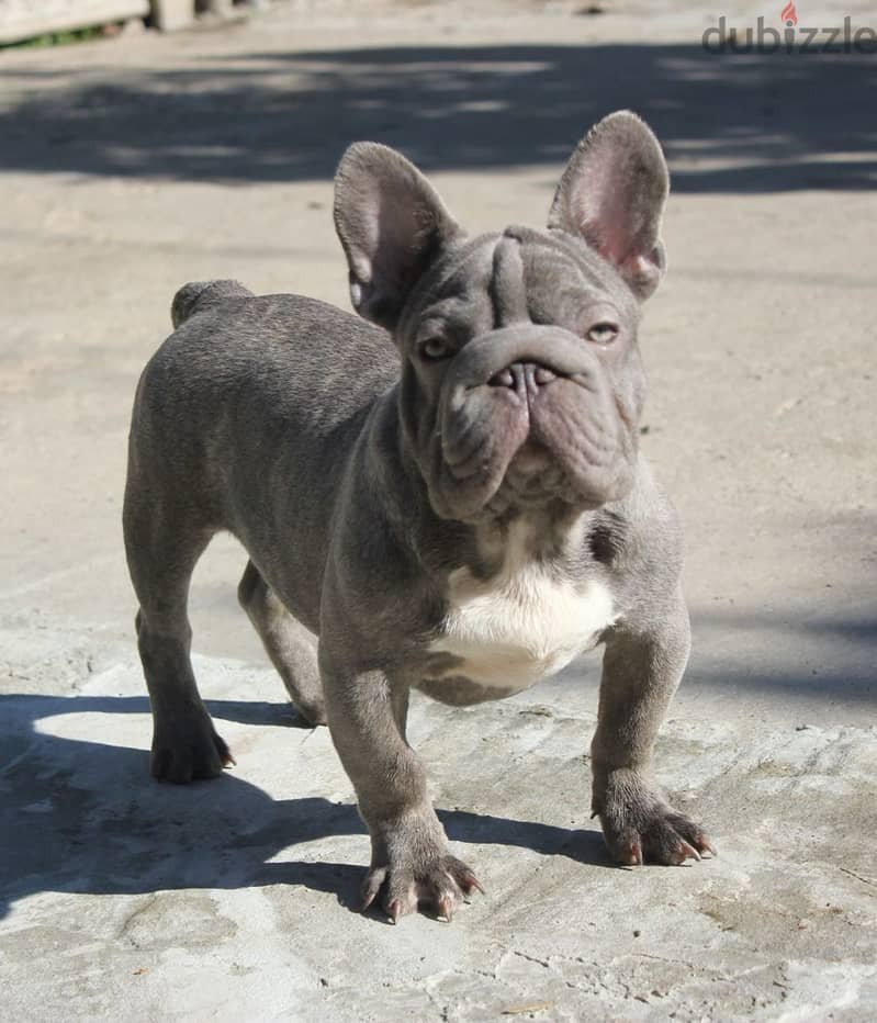 French Bulldog For Sale Male - Isabelle Color From Europe 0