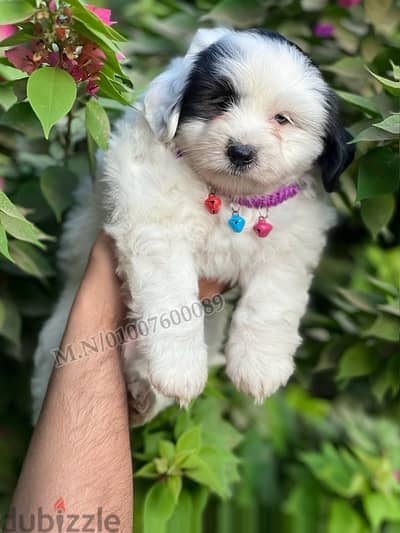 جراوي هافنيز mini havanese panda face