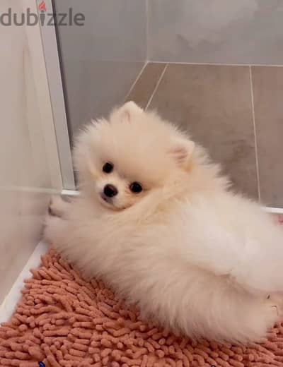 Pomeranian