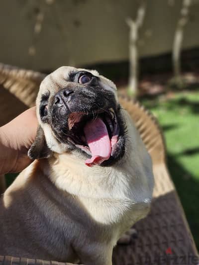 Pug