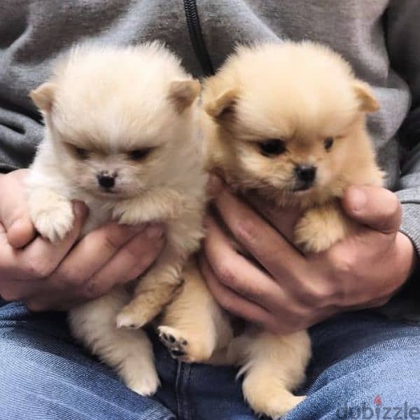 أجمل و اطعم جرو pomeranian بسعر مغرى جدا 1