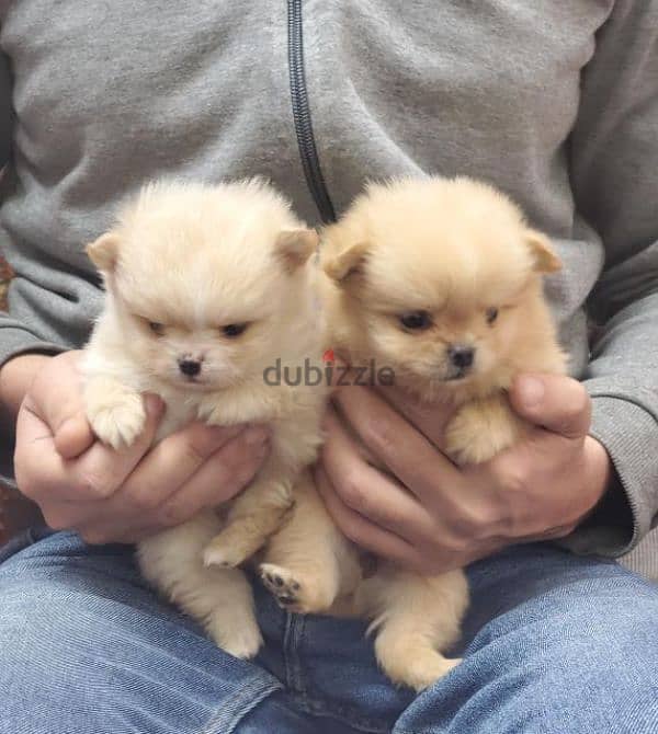 أجمل و اطعم جرو pomeranian بسعر مغرى جدا 2