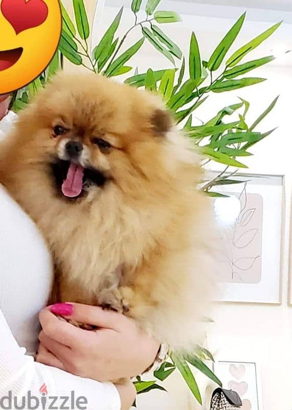 أجمل و اطعم جرو pomeranian بسعر مغرى جدا 3