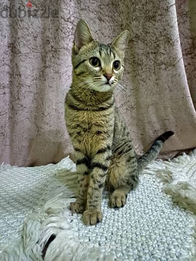 Pure Egyptian cat 6 month