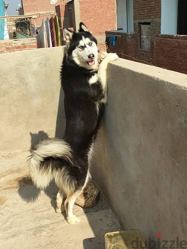 pure husky female للتبنى 0