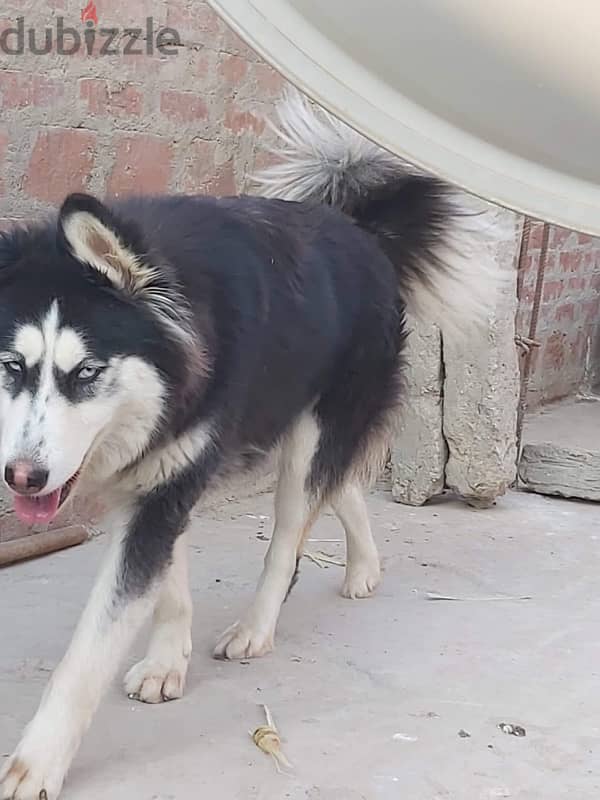 pure husky female للتبنى 1