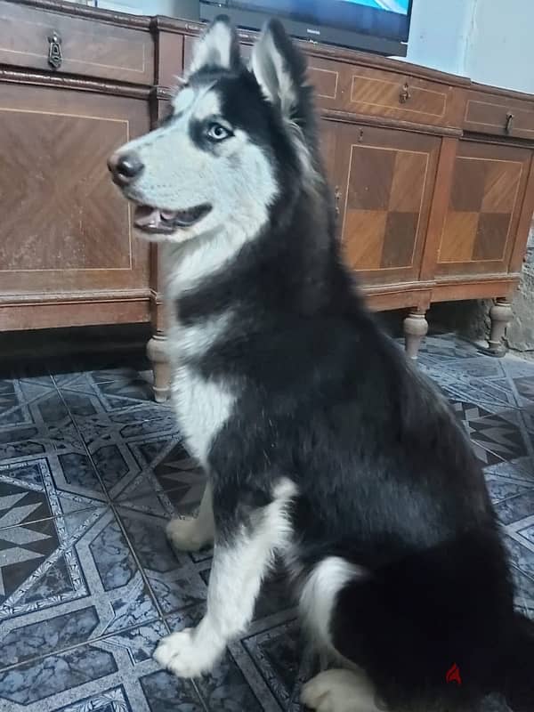 pure husky female للتبنى 2