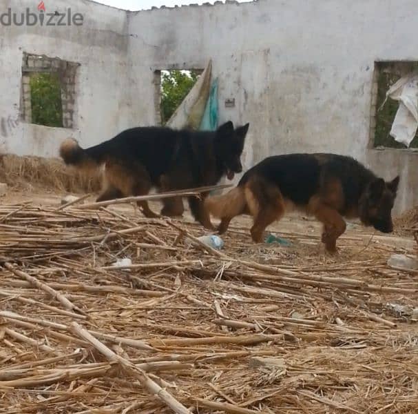 دكر ونتايه جيرمن شيبرد   male and female german shepard 1