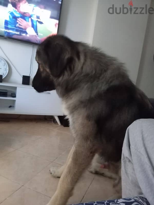 كوكاجين مستوى عالى للبدل بجيرمن شولاين  Caucasian - german shepherd 0