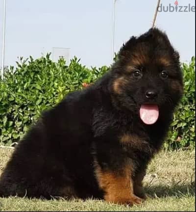 German shepherd puppy male جرو جيرمن شيبرد، ذكر، ٤٥ يوم، شولاين ، بيور