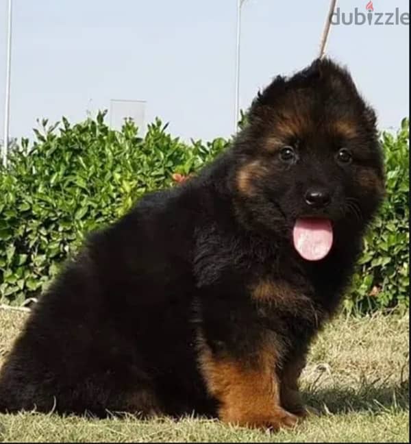 German shepherd puppy male جرو جيرمن شيبرد، ذكر، ٤٥ يوم، شولاين ، بيور 0