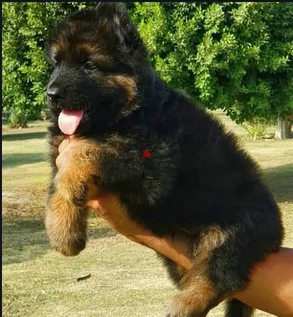 German shepherd puppy male جرو جيرمن شيبرد، ذكر، ٤٥ يوم، شولاين ، بيور 1