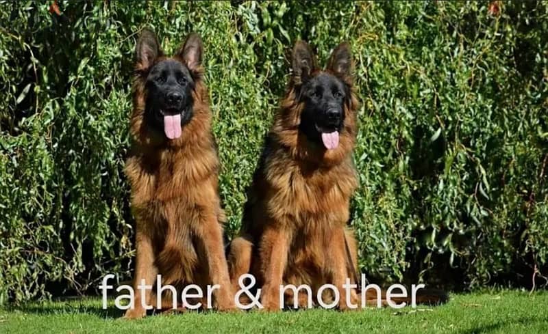 German shepherd puppy male جرو جيرمن شيبرد، ذكر، ٤٥ يوم، شولاين ، بيور 2