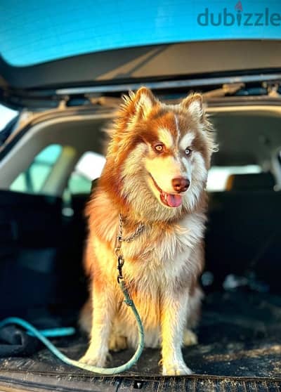 Husky