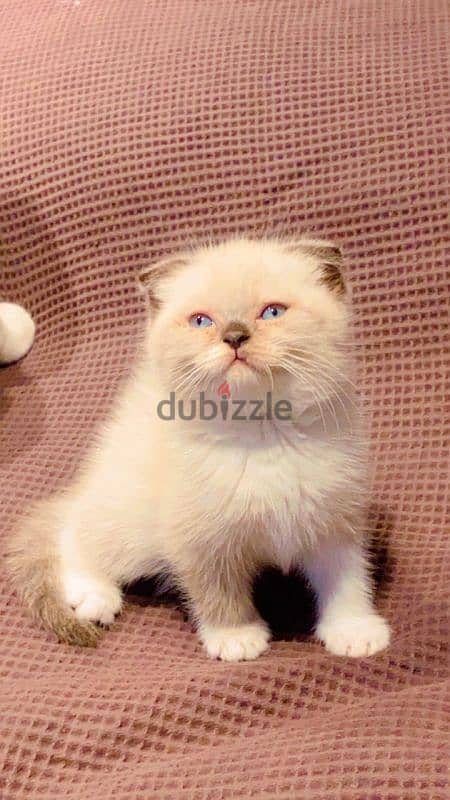 Scottish fold 2