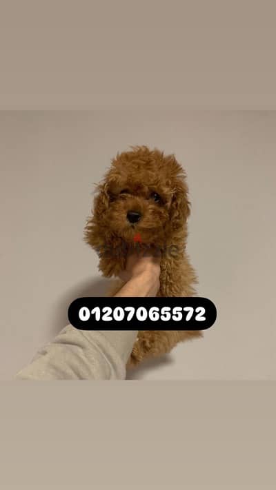 toy poodle توي بودل