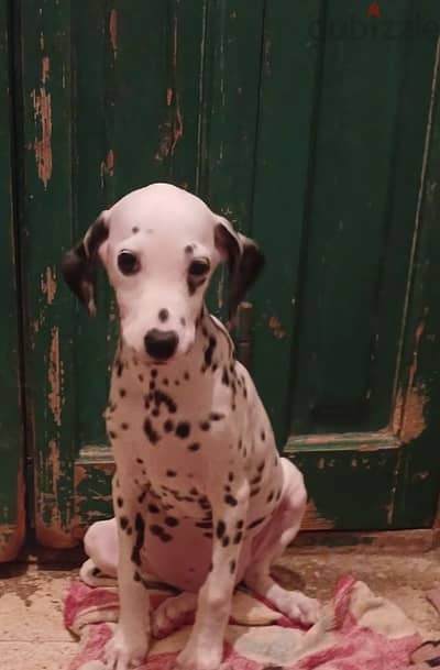 Dalmatian puppies