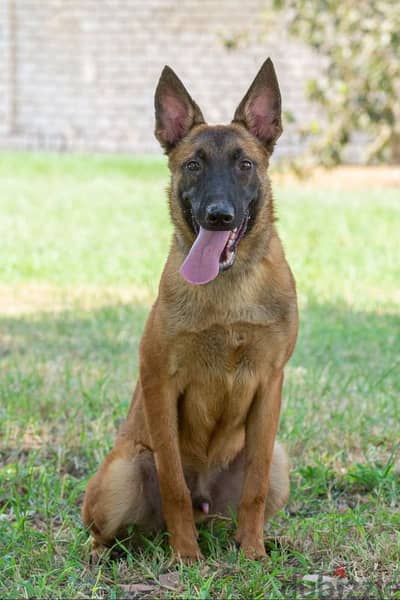 malinois