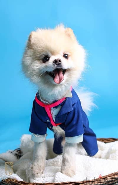 Pomeranian للجواز فقط