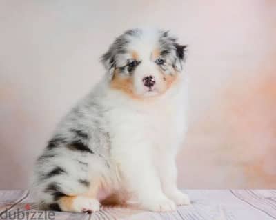 Australian shepherd aussie puppy boy from Russia