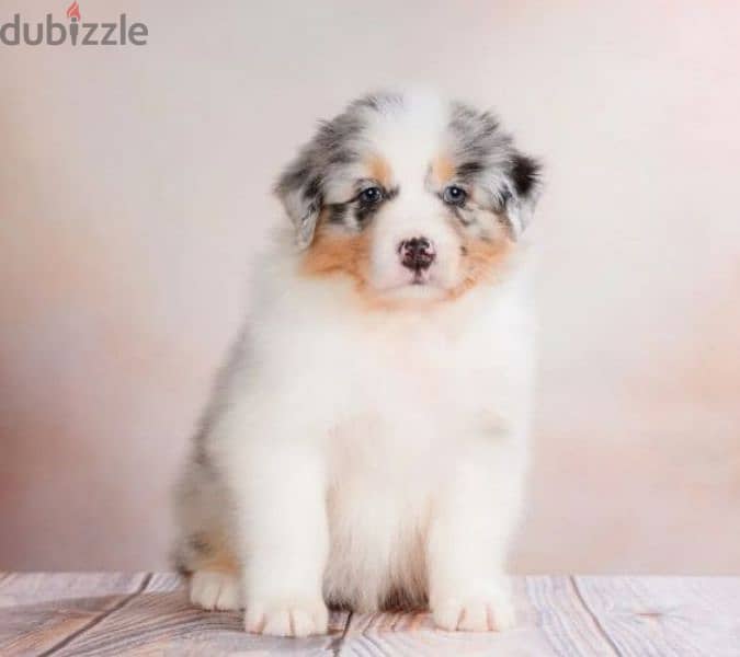 Australian shepherd aussie puppy boy from Russia 1