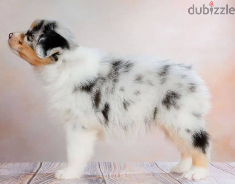 Australian shepherd aussie puppy boy from Russia 2