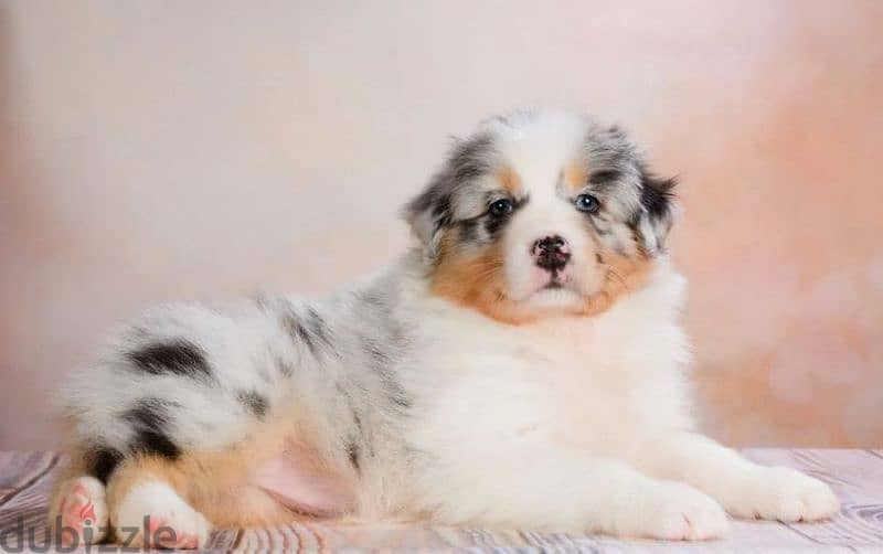 Australian shepherd aussie puppy boy from Russia 3