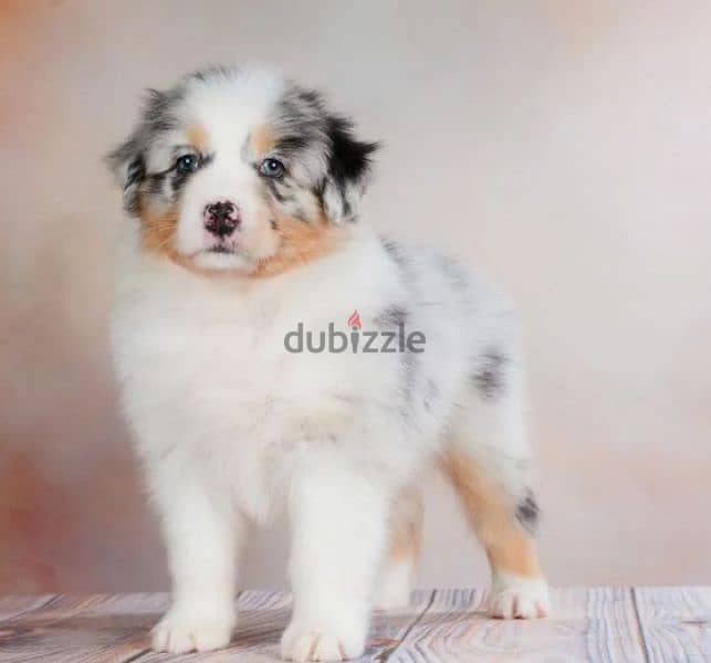 Australian shepherd aussie puppy boy from Russia 4