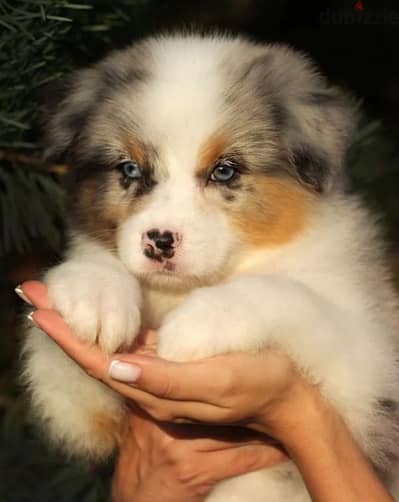 Australian shepherd female from Russia