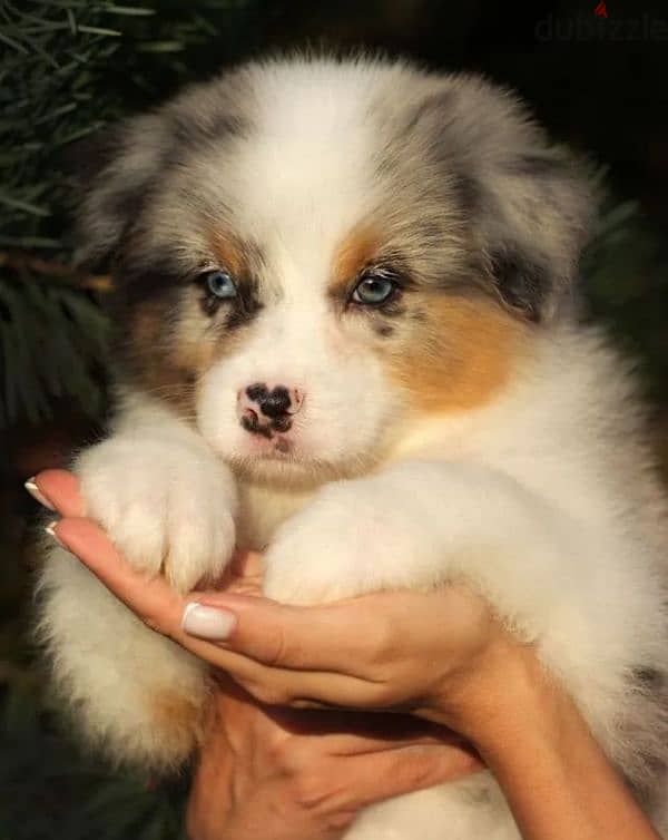 Australian shepherd female from Russia 0