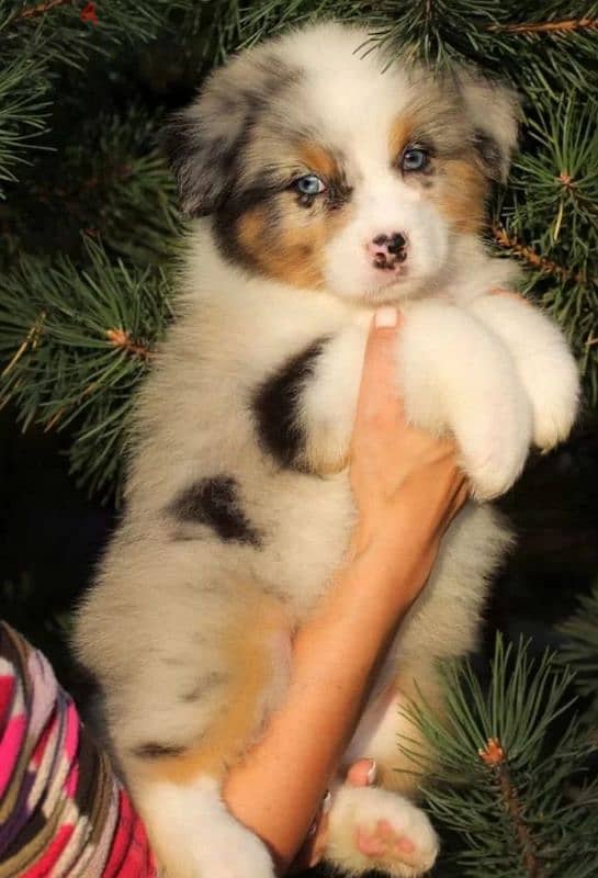 Australian shepherd female from Russia 1