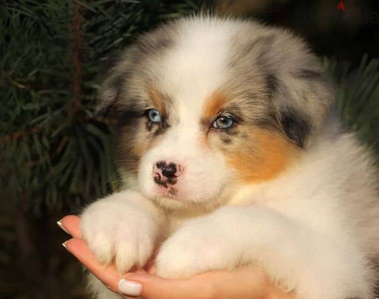 Australian shepherd female from Russia 2