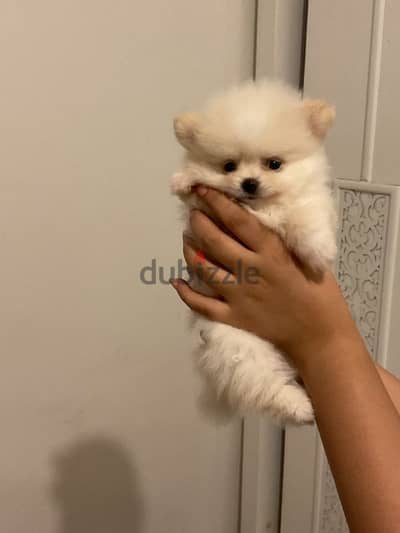 pomarenian puppy بومارنين