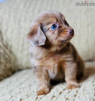 rabbit dachshund longhaired from Russia