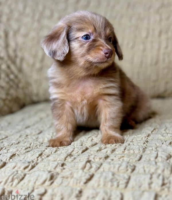 rabbit dachshund longhaired from Russia 1