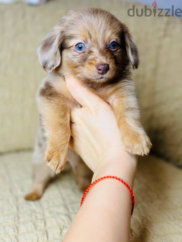 rabbit dachshund longhaired from Russia 2