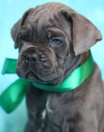 cane corso puppy from Russia male