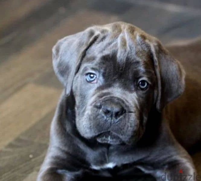 cane corso puppy from Russia male 2