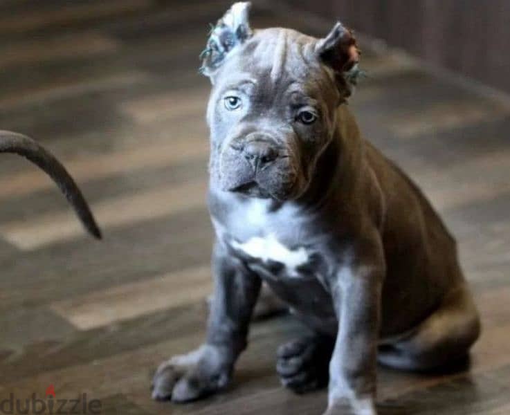 cane corso puppy from Russia male 3