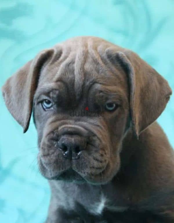 cane corso puppy from Russia male 5