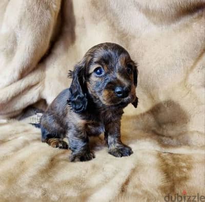 Rabbit longhaired dachshund puppy boy from Russia